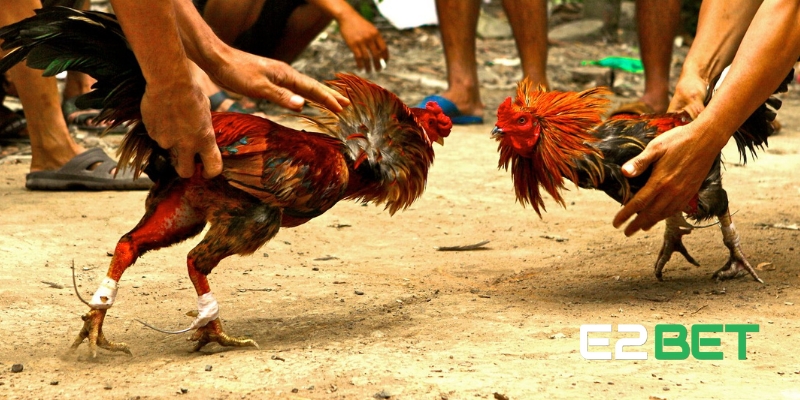 Đá Gà Cựa Sắt: Cơ Hội Kiếm Tiền Lớn Cho Các Tay Chơi 2 Tổng quan về đá gà cựa sắt