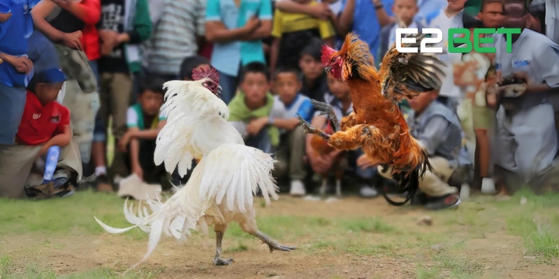Đá Gà Trực Tiếp Tại E2BET: Sân Chơi Dành Cho Đam Mê Chọi Kê 2 Tổng quan về đá gà trực tiếp E2BET