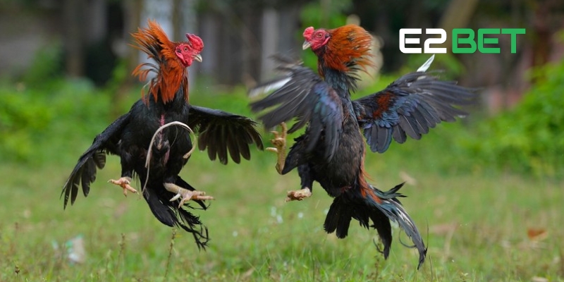 Đá Gà Trực Tiếp Tại E2BET: Sân Chơi Dành Cho Đam Mê Chọi Kê 3 Điểm danh các loại hình đá gà trực tiếp E2BET hot nhất